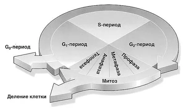 Периоды клеточного цикла 2 n диплоидный набор хромосом 2 с 4 с - фото 25