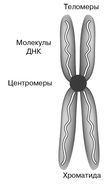 Компоненты хромосомы в конце профазы митоза 1 хроматида 2 центромера - фото 26