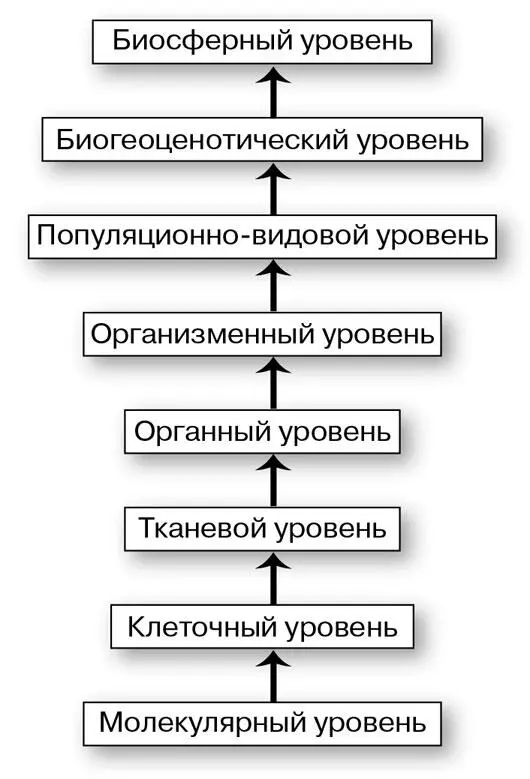 Уровни организации жизни Клеточный уровень организации жизни второй с начала - фото 37