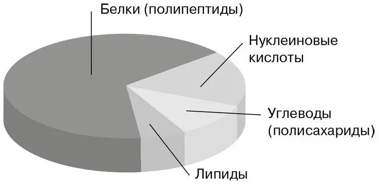 Органические вещества клетки Углеводы содержатся в каждой живой клетке Вот - фото 42