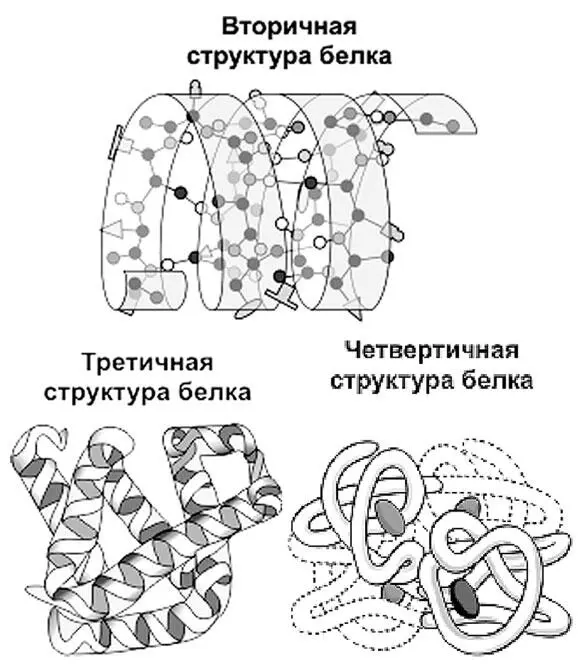 Третичная структура белка представляет собой укладку полипептидных цепей в - фото 49