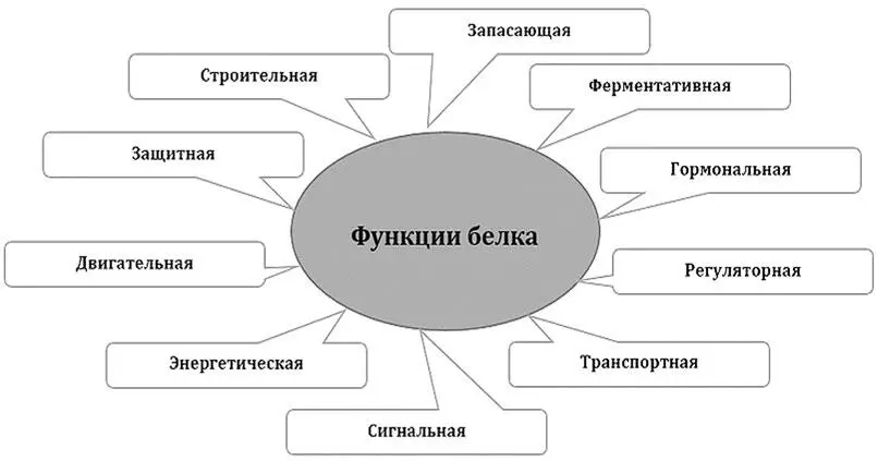 Функции белков Строительная функция белков заключается в том что они участвуют - фото 51