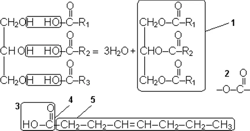 Липиды 1 триглицерид 2 сложноэфирная связь 3 ненасыщенная жирная - фото 53
