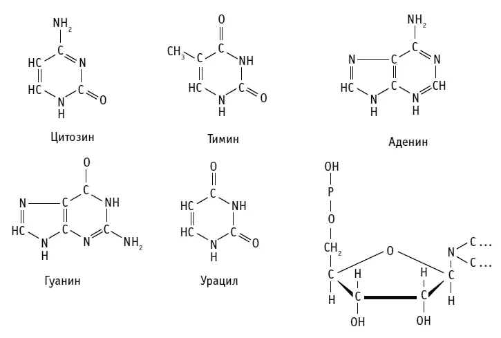 Азотистые основания в составе ДНК Вся информация о любом организме закодирована - фото 56