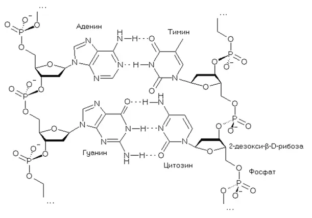 Фрагмент молекулы ДНК Крупными латинскими буквами обозначены азотистые - фото 57