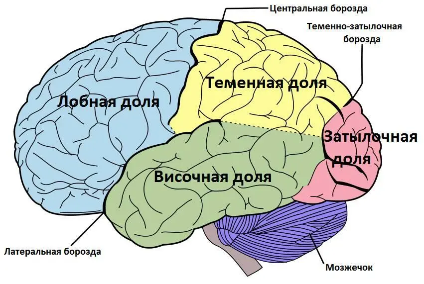 Рис 3 Доли головного мозга Автор Cherttod Собственная работа на основе - фото 3