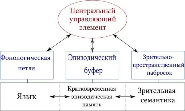 Рис 31 Модель рабочей памяти А Беддели Автор Автор Mirek2 собственная - фото 33