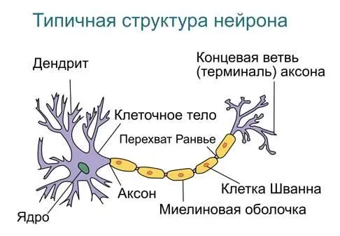Рис 5 Строение нейрона Автор ЮкатанDhp1080 original Этот файл является - фото 5