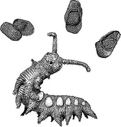 Рис 5Бархатный червь Это моя реконструкция микродиктиона Microdictyon из - фото 7