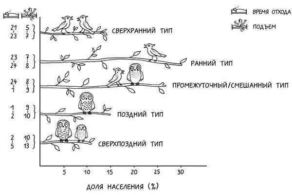 Как общество распределяется на жаворонков и сов Сном большинства людей правит - фото 14