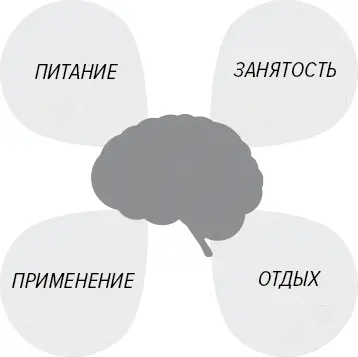 Четыре режима работы мозга Занятость наименее ценный из них Но как мне - фото 24