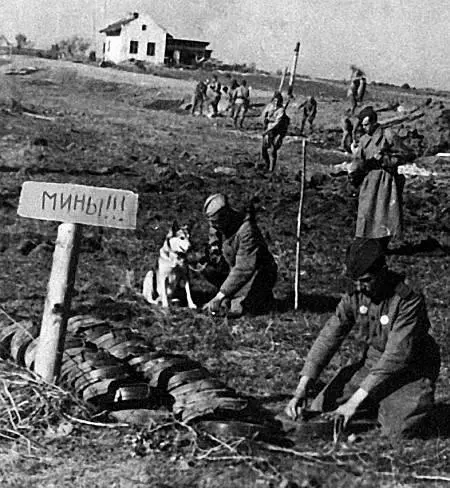 Разминирование Успешное применение первых миннорозыскных собак в ходе показов - фото 8