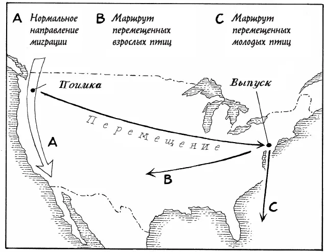 Овсянки Торупа Обычно эти птицы мигрируют в южном направлении но - фото 10