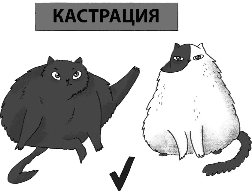 Другой вопрос каким образом кошки устанавливают социальные контакты Ведь даже - фото 29