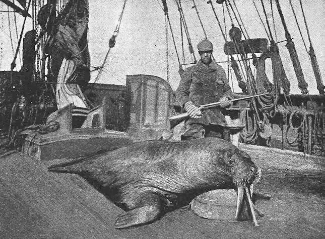 Морж на палубе Надежды Со смотровой площадки главной мачты видно лежбище - фото 70