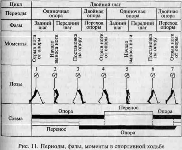 Рис 11 Периоды фазы моменты в спортивной ходьбе Период двойной опоры очень - фото 11