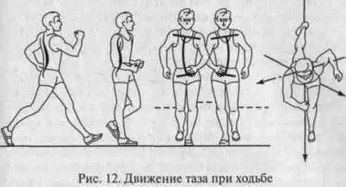Рис 12 Движение таза при ходьбе Движения рук в спортивной ходьбе помогают - фото 12