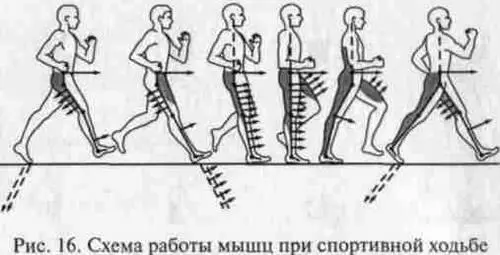 Рис 16 Схема работы мышц при спортивной ходьбе Рис 17 Схема движения ОЦМ - фото 16