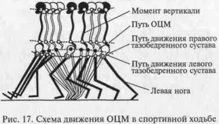 Рис 17 Схема движения ОЦМ в спортивной ходьбе В отталкивании от опоры - фото 17