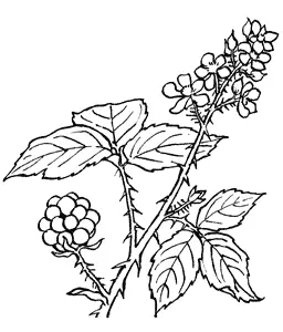 Rubus fruticosus Ежевика семейство Розовые 32 Ну вот и все Как вам - фото 5