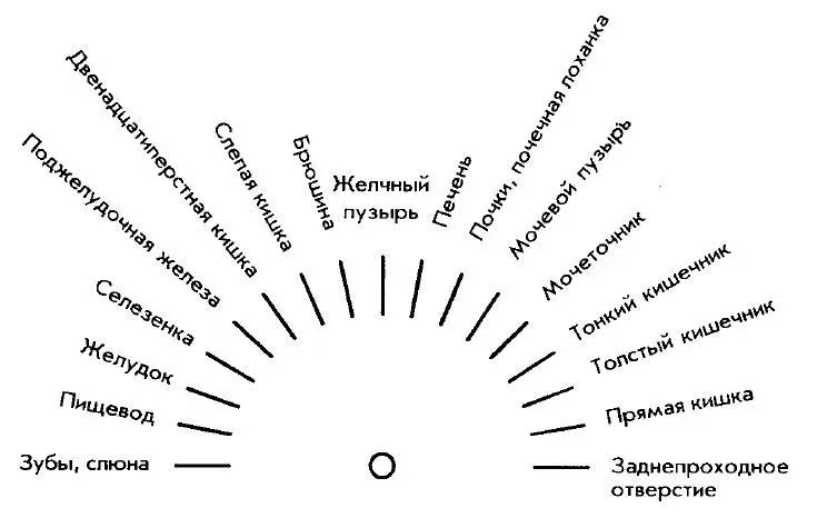 Железы 16 Голова 17 Жизненно важные вещества 18 - фото 20