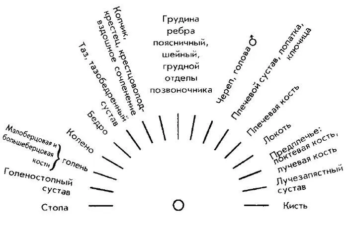 Органы пищеварения и брюшной полости 15 Железы 16 Голова 17 - фото 19