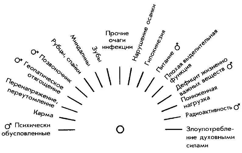 Скелет Кости Суставы 14 Органы пищеварения и брюшной полости 15 - фото 18