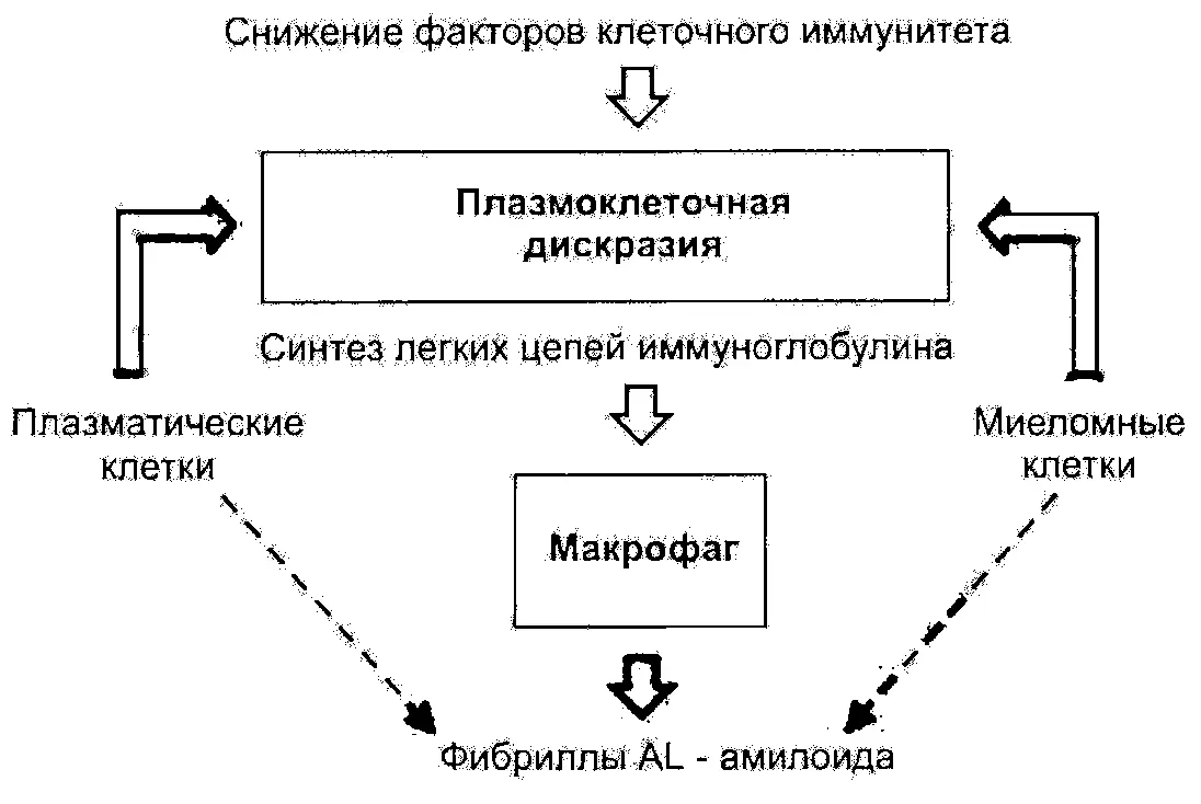 В амилоидогенезе важное значение имеет снижение иммунологической толерантности - фото 80