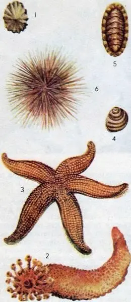 Рис 150 Съедобные морские животные 1 блюдечко 2 морской огурец 3 - фото 176