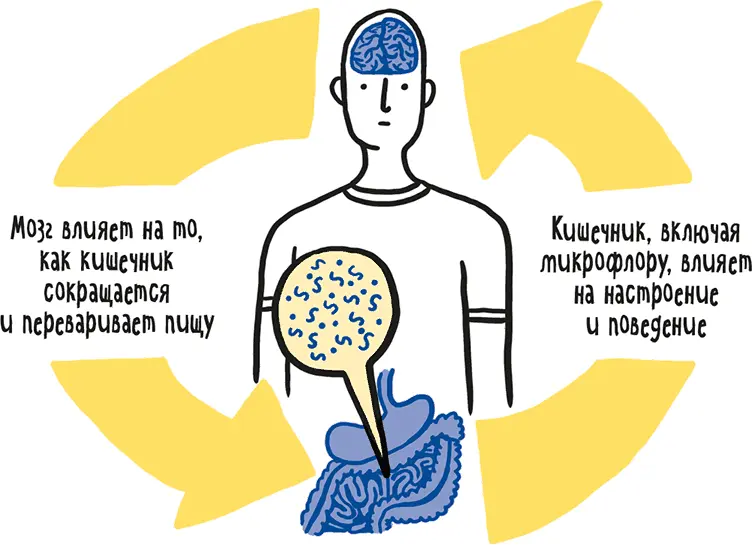 Мы только начинаем понимать связь между кишечником и мозгом По мере того как - фото 22
