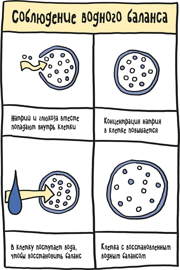 Хрестоматийные истории многих медицинских открытий часто описывают - фото 36
