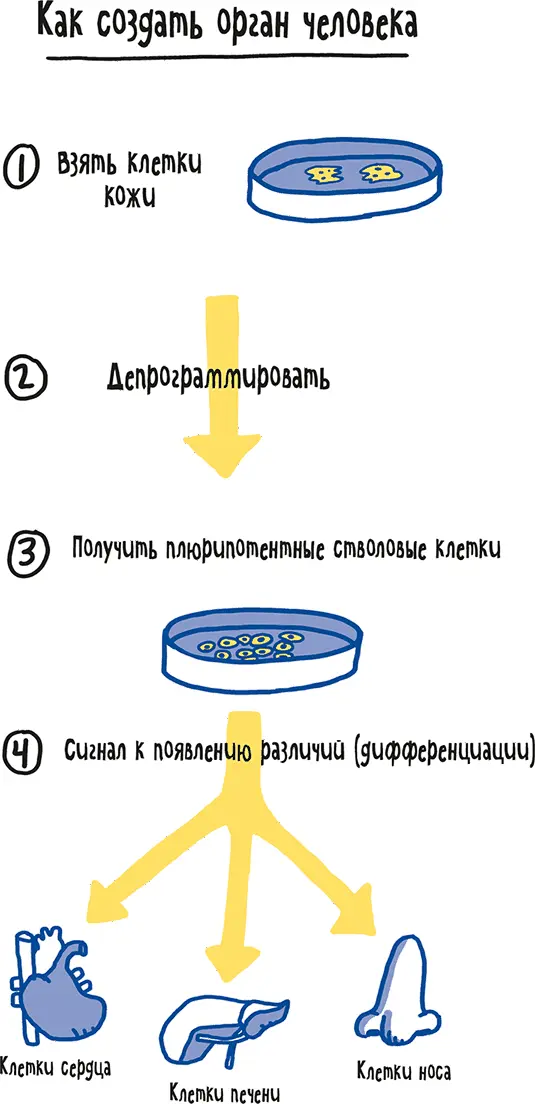 Использовав например кожу ученые сумели превратить обычные клетки обратно в - фото 48