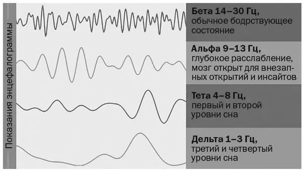 Рис 31Четыре типа ритмов головного мозга Бета состояние бодрствования - фото 4