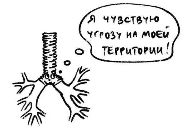 Бронхи основные функции Обеспечивают проведение воздуха к легким - фото 34