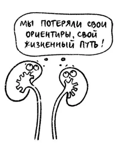 Почки основные функции Почки нужны для выведения из организма воды и - фото 43