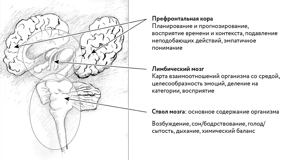 Триединый трехсоставной мозг Мозг развивается снизувверх Рептильный мозг - фото 9