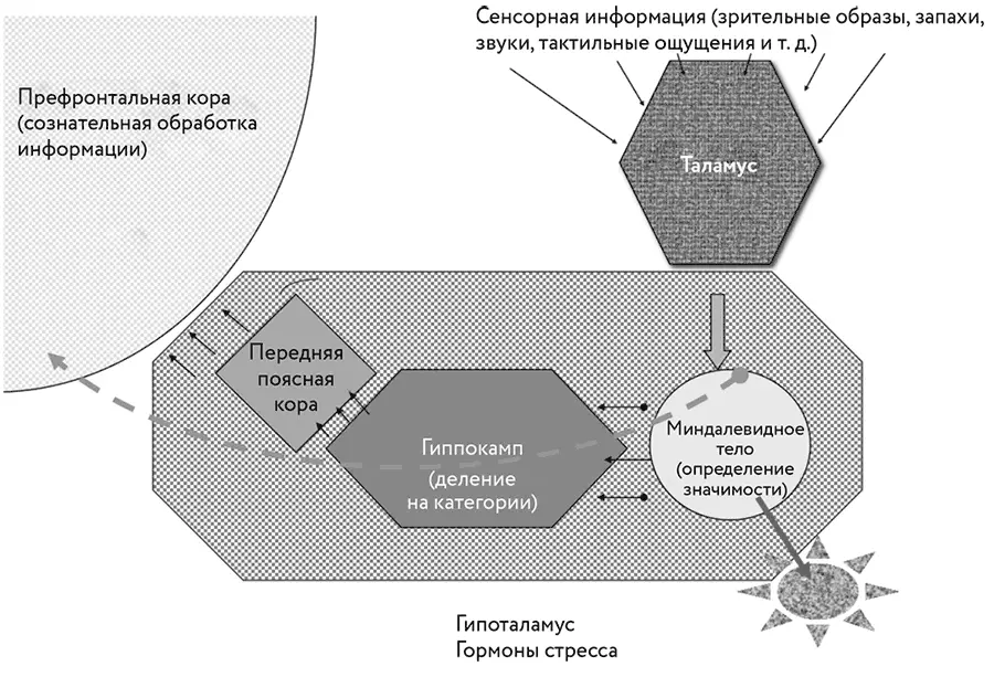 Эмоциональный мозг первым интерпретирует входящую информацию Сенсорная - фото 10