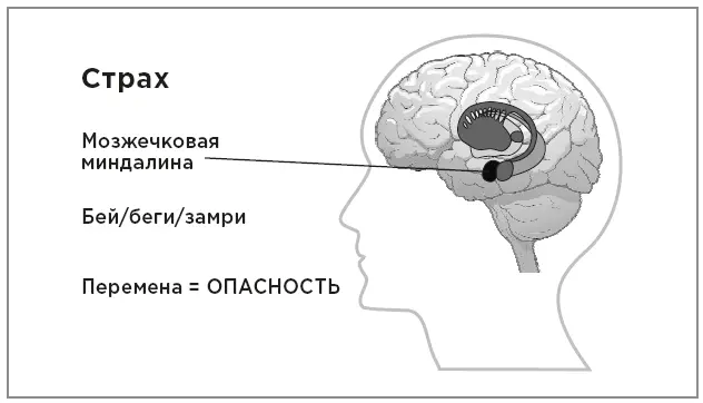 Мозжечковая миндалина и страх За 200 миллисекунд наш организм наполняется - фото 16