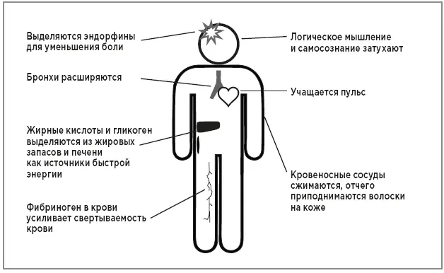 Влияние адреналина и кортизола Интересно отметить что мозжечковая миндалина - фото 17