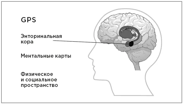 Энторинальная кора и карты Мозеры подсоединили к крысе специальные датчики - фото 18