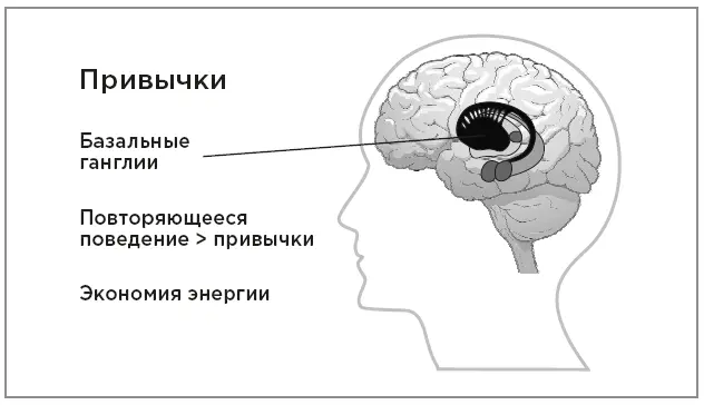 Базальные ганглии и привычки Вспомните те времена когда вы учились водить - фото 19
