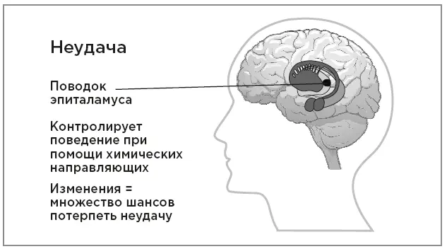 Поводок эпиталамуса хабенула и неудачи Роль хабенулы очень важна для нашего - фото 20