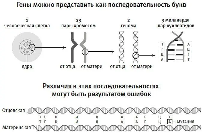 Рис 3Геном состоит из нуклеотидов которые можно представить в виде букв А - фото 5