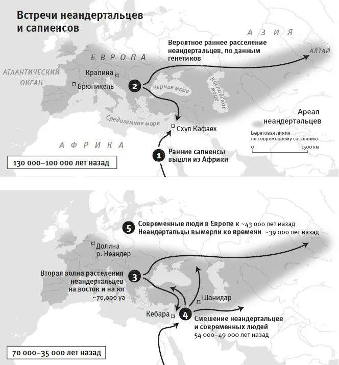 Рис 6Немногим позже 400 тысяч лет назад неандертальцы доминировали в Западной - фото 10