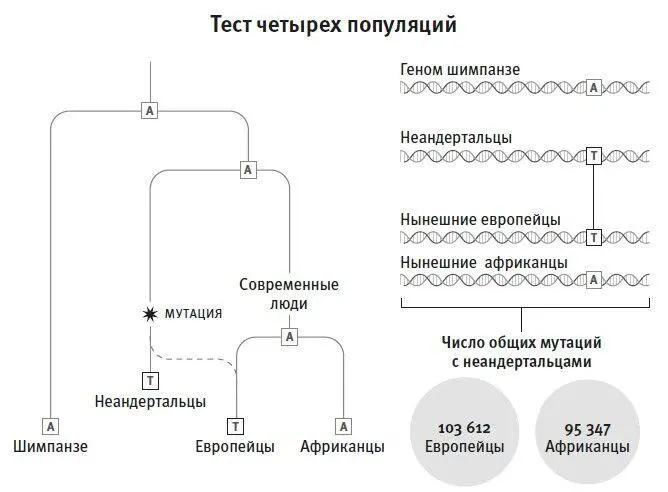 Рис 7С помощью теста четырех популяций мы можем оценить насколько вероятно - фото 11