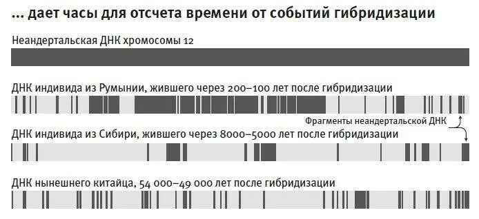 Рис 8Когда в организме человека идет развитие яйцеклеток или спермиев то в - фото 13