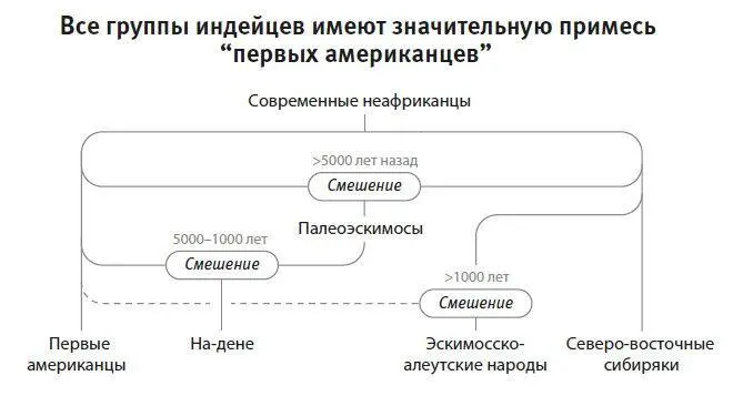 Рис 20На этом упрощенном дереве показаны три кластера индейских популяций - фото 34