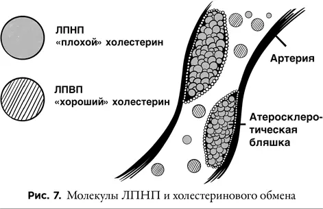 Большая часть холестерина в крови встречается в виде ЛПНП и представляет собой - фото 7