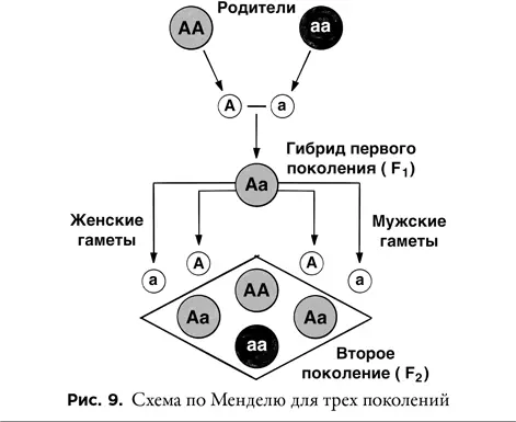 Однако законы Менделя ждала судьба многих других великих открытий опередивших - фото 9
