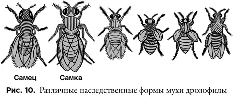 Так же как и учение Менделя открытие Моргана можно тезисно представить в виде - фото 10